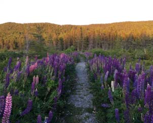 Crooked Tree Park wildflowers