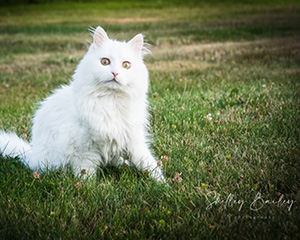 The famous cat: Louie Doyle Parsons