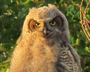 Local owl