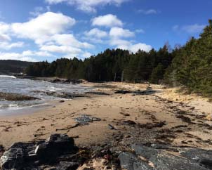 Seal Cove Beach sand
